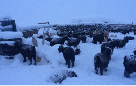 Баян-Өлгий, Увс, Ховдын ихэнх нутгаар зудын эрсдэл үүсэх төлөвтэй байна